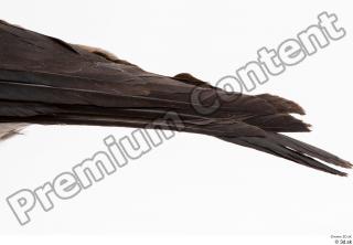 Carrion crow bird tail 0004.jpg